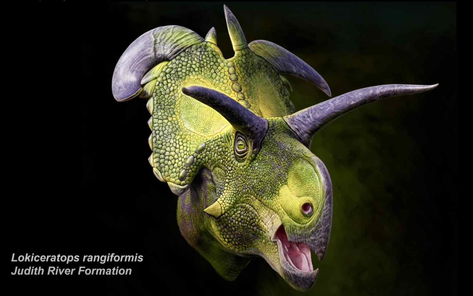 Meet Lokiceratops, a Newly Discovered Dinosaur With Amazing Frill Horns ...